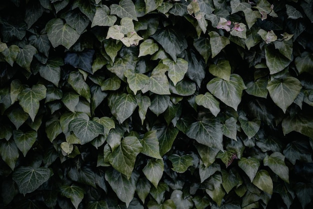 Vite di edera verde che si arrampica sullo sfondo naturale della parete