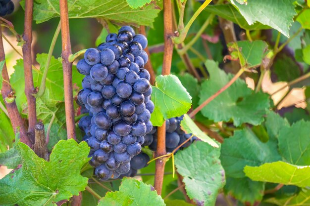 Vite di fila in vigneti di champagne a montagne de reims