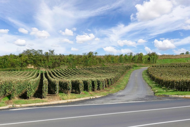 Vite di fila in vigneti di champagne a montagne de reims