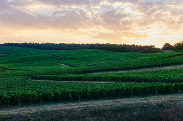 Vite di fila in vigneti di champagne a montagne de reims