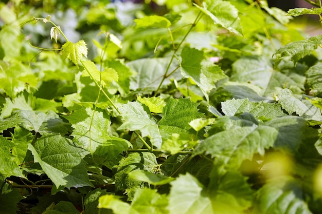 Vite. Foglie di vite. Sfondo verde fogliame