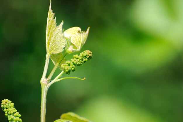 Vite in fiore e boccioli