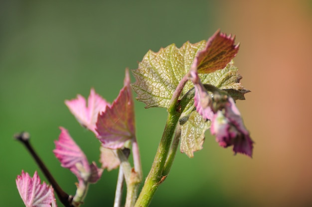 Vite in fiore e boccioli