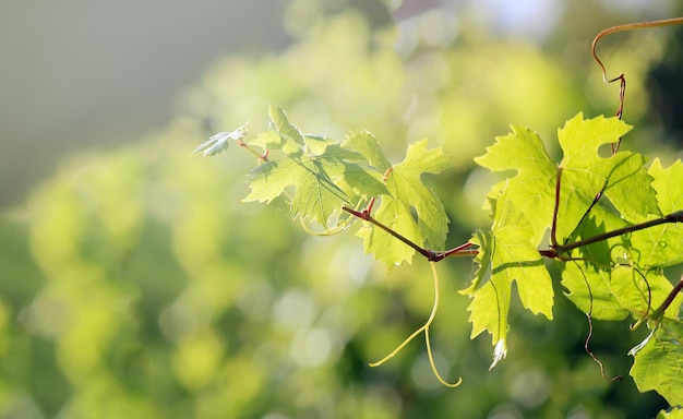 Vite verde Scena all'aperto rurale