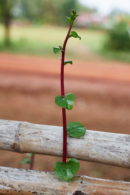 Vite viola sul recinto di bambù