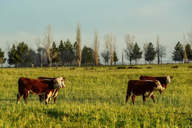 Vitelli alimentati con erba naturale Provincia di Buenos Aires Argentina