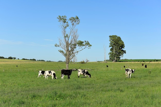 Vitelli di vacca nel campo Provincia di Buenos AiresArgentina