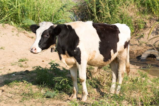 Vitellino bianco e nero