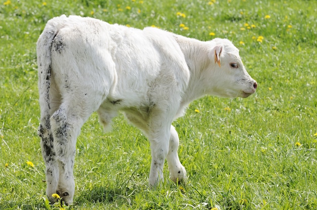 vitello bianco in un pascolo