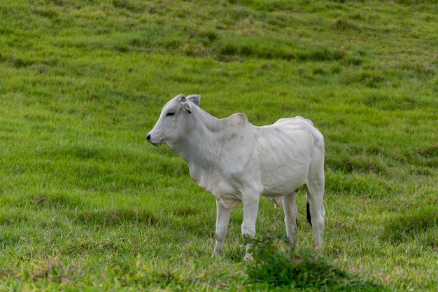 Vitello bianco nelore al pascolo