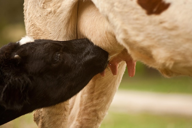Vitello che beve la mamma della mucca da latte