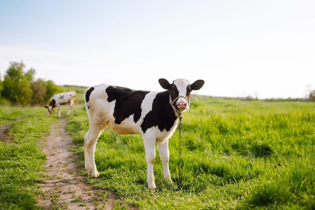 Vitello che mangia erba verde sotto il cielo blu Fattoria baby animal