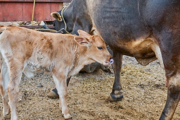 Vitello con sua madre concetto di vita rurale