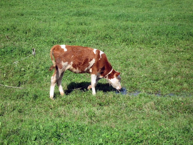 Vitello dell&#39;Holstein che pasce in un campo verde