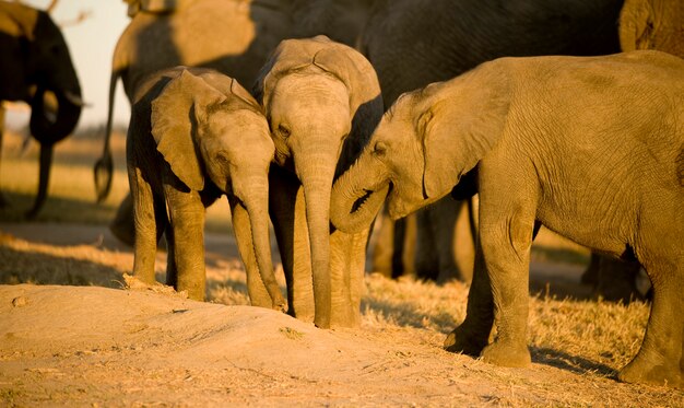 Vitello di elefante e sua madre