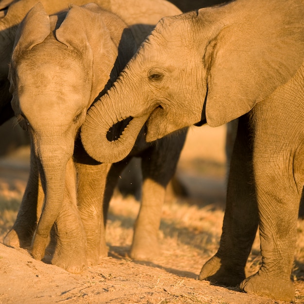 Vitello di elefante e sua madre