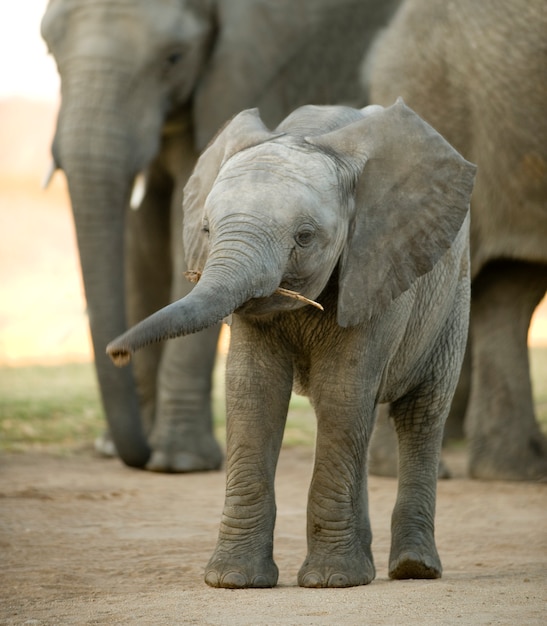 Vitello di elefante e sua madre