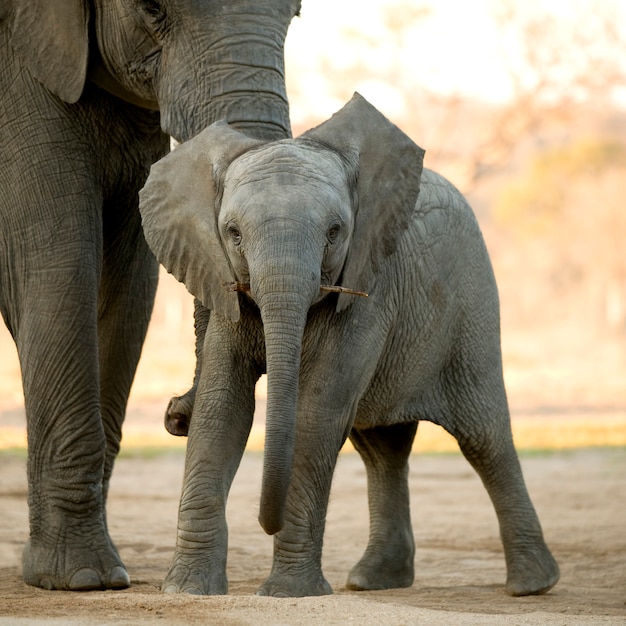 Vitello di elefante e sua madre