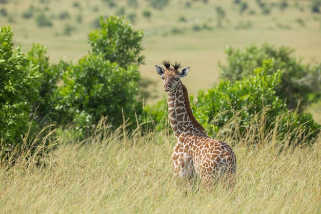 Vitello giraffa carino