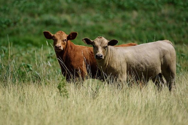 Vitello holstein neonato molto carino sdraiato sull'erba