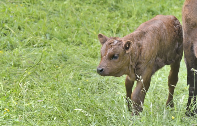 vitello marrone in erba