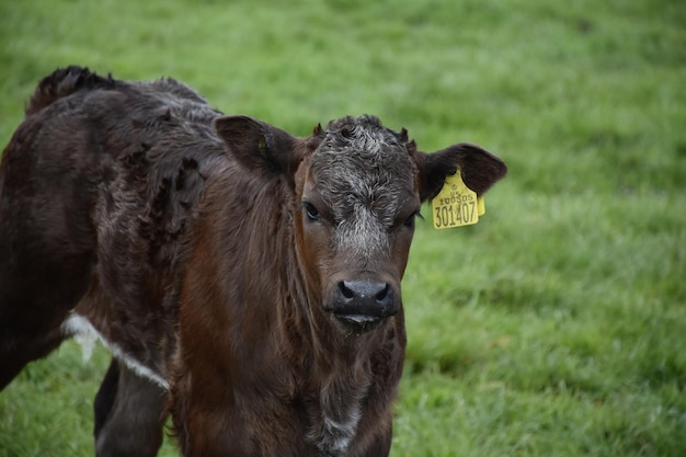 Vitello marrone scuro dalla faccia dolce in un pascolo