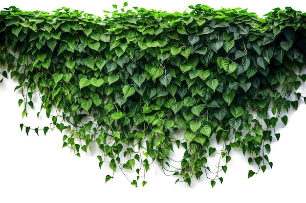 Viti appese fogliame di edera cespuglio di giungla foglie verdi a forma di cuore pianta rampicante sullo sfondo della natura genera ai
