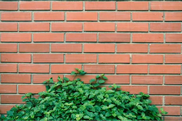 Viti verdi fresche di fronte al muro di mattoni rossi.