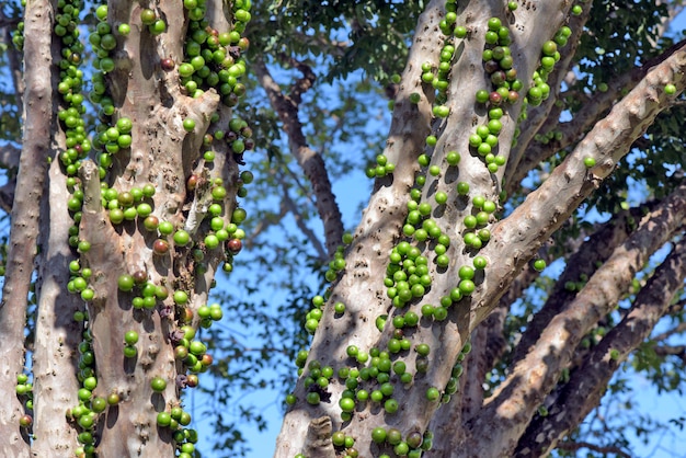 Vitigno brasiliano o jabuticabeira con frutti acerbi