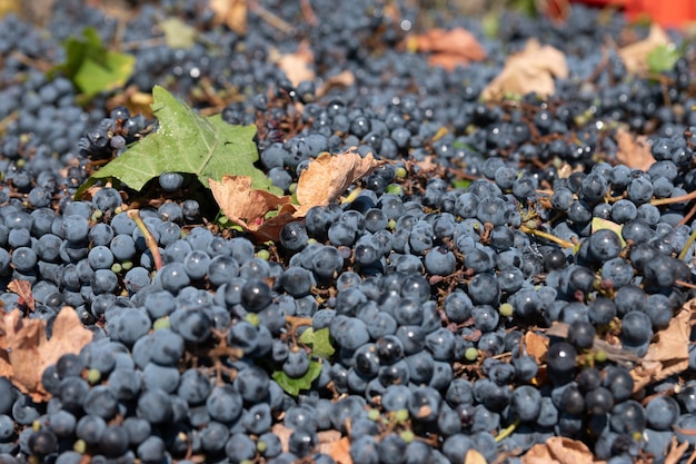 Vitigno Cabernet Sauvignon