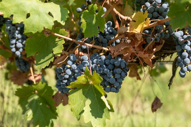 Vitigno Cabernet Sauvignon