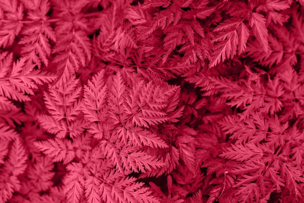 Viva Magenta colore alla moda 2023 sfondo frondoso Bellissimo sfondo di foglie naturali