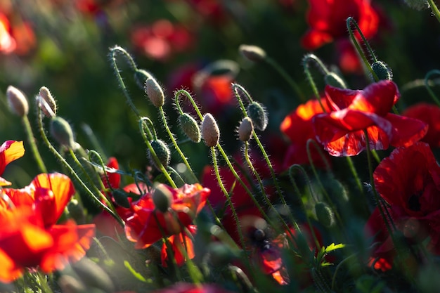 Vivace campo di papaveri in Lettonia