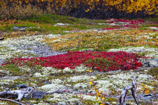 Vivace vegetazione colorata sulle pendici delle scogliere nella tundra.