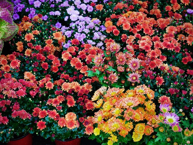 Vivaci fiori multicolori