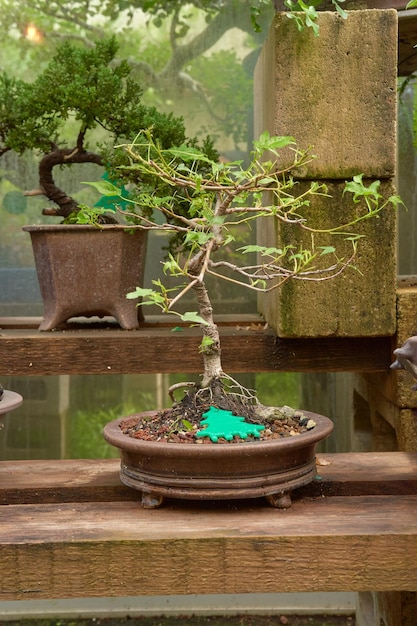 Vivaio bonsai con varietà di specie