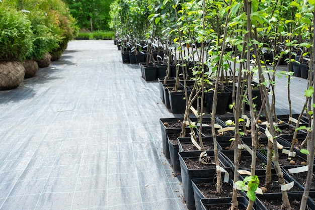 Vivaio di alberi da frutto e bacche e cespugli per piantare su un orto in giardino