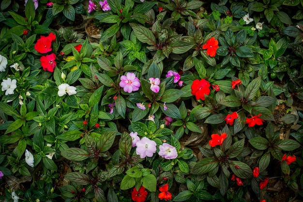 Vivaio di fiori