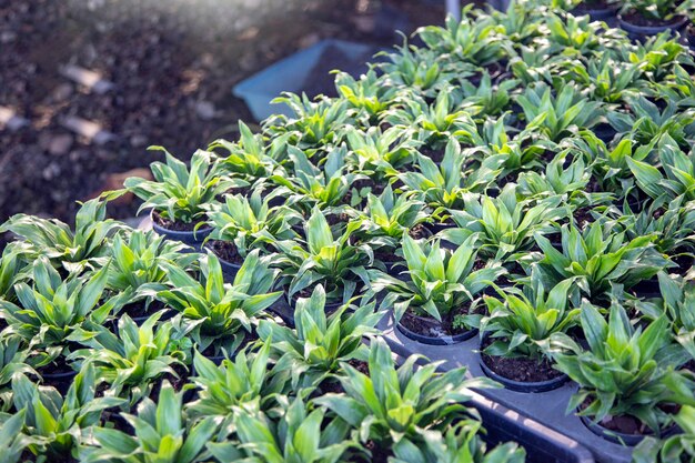 Vivaio in giardino in serra per la decorazione domestica