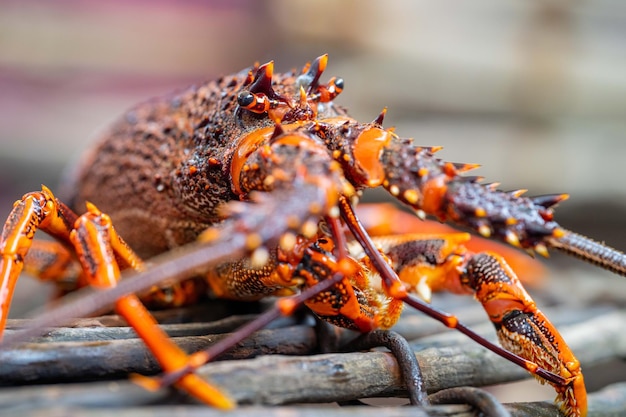 Vivi la pesca dell'aragosta della costa orientale in australia Gamberi su una barca catturati in nasse