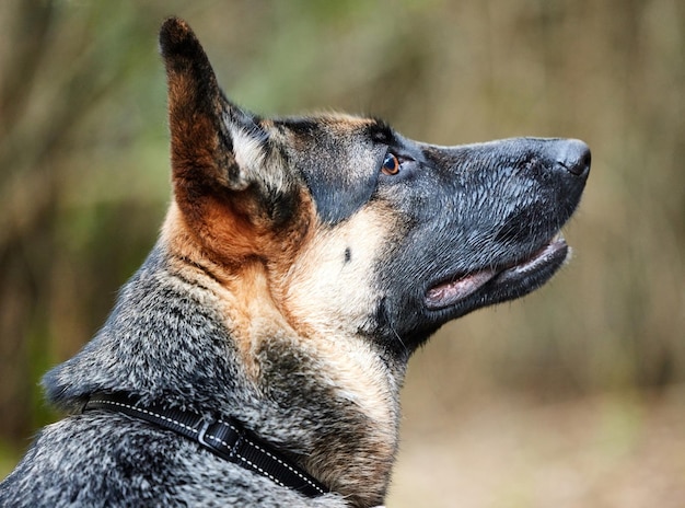 Vivi la vita come se non ci fosse fine al tuo guinzaglio Inquadratura di un adorabile pastore tedesco seduto in una foresta