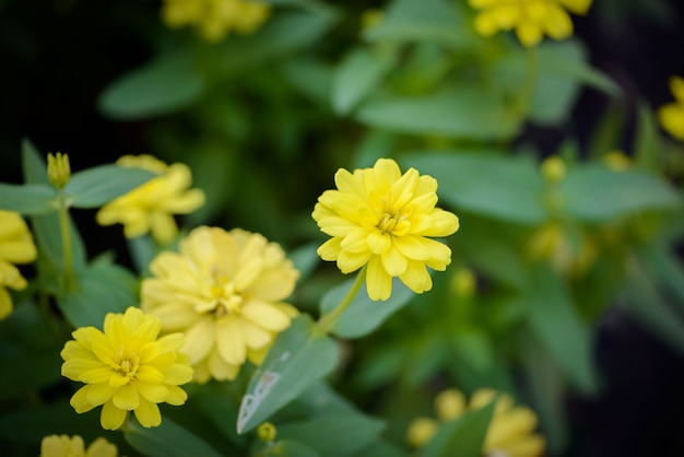 Vivid close up Zinnia fiore