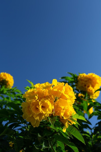 Vividi fiori tropicali gialli contro il cielo blu con spazio di copia