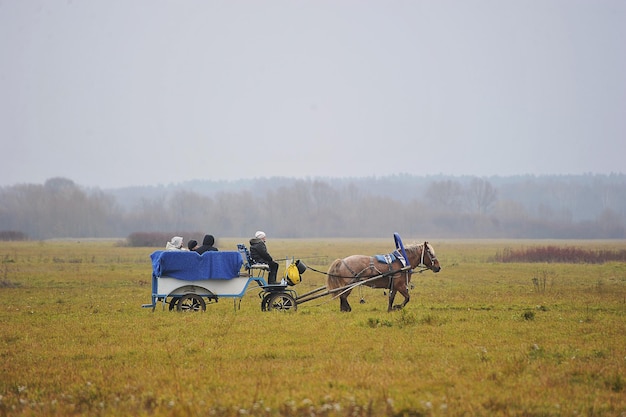 VLADIMIR, RUSSIA - 3 NOVEMBRE 2021: Carro a cavallo nel prato autunnale vicino alla Chiesa dell'Intercessione sul Nerl a Bogolyubovo