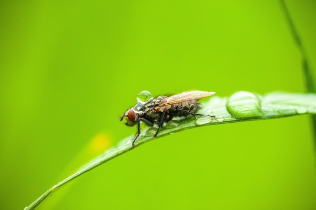 Vola con gocce di pioggia su di esso. Ripresa macro