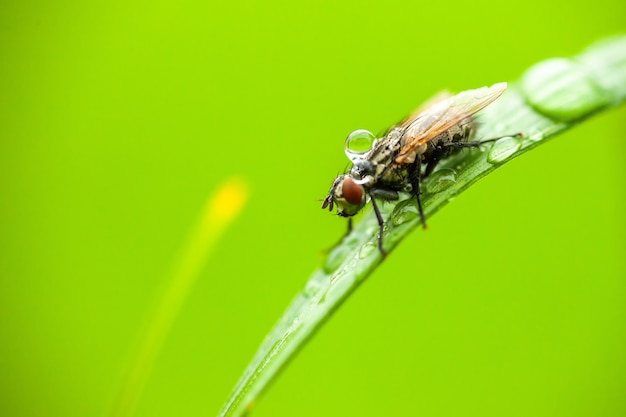 Vola con gocce di pioggia su di esso. Ripresa macro