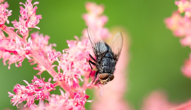 Vola su una fauna di insetti di sfondo naturale