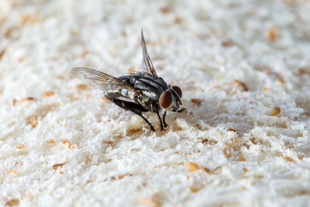 vola sul pane