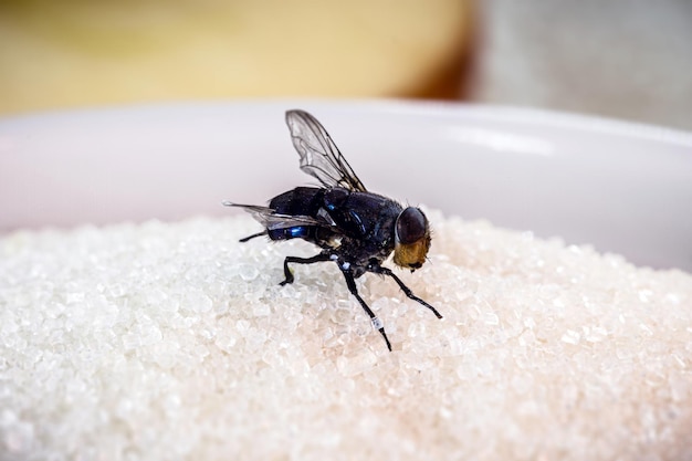 Vola sullo zucchero, insetti attratti dai dolci, mancanza di igiene in casa