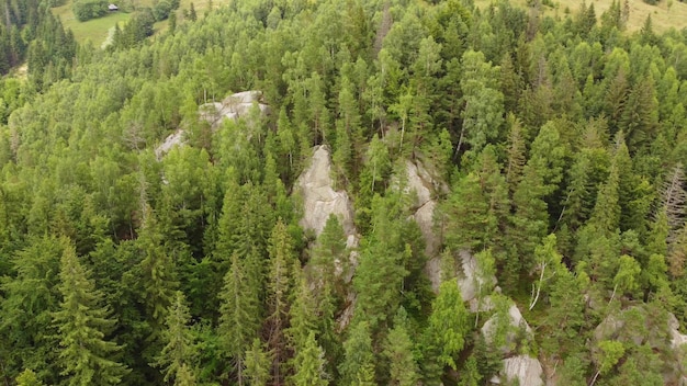 Volando su un pendio roccioso di montagna ricoperto di foresta di abeti rossi